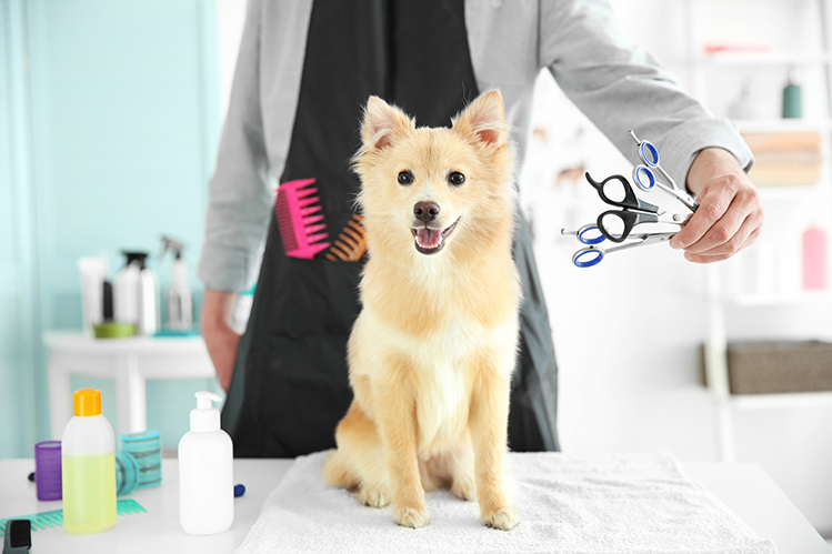 Grooming facilities for dogs and cats
